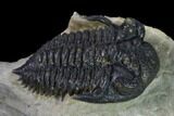 Destombesina Trilobite With Small Axial Spines #170762-5